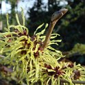 Hamamelis x intermedia 'Pallida' fleur